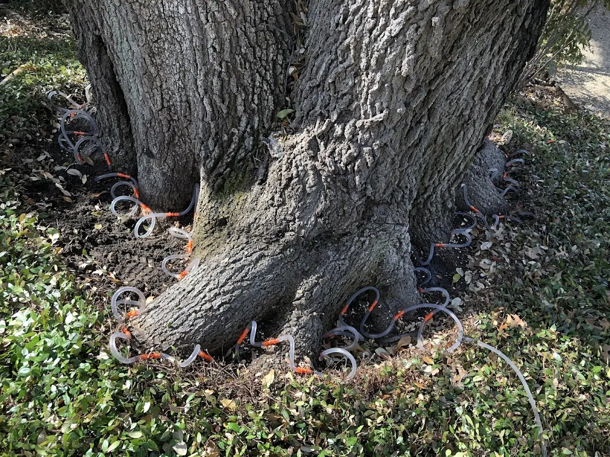 Detailed Tree Cabling and Bracing job site in Presque Isle
